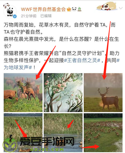 王者荣耀自然之灵WWF新皮肤是谁的